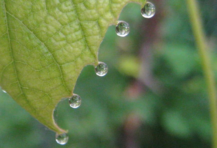 [leaf+cropped+smaller.JPG]