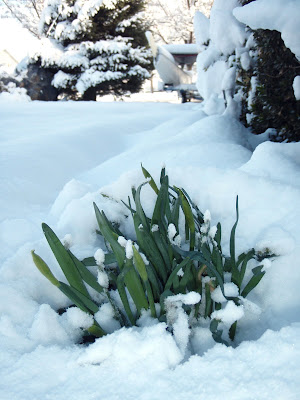 return of winter, snow on daffodils