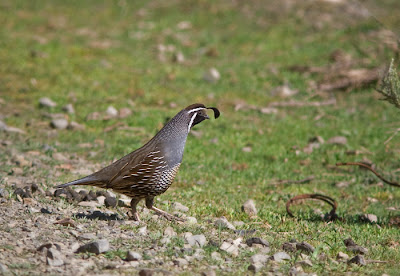 Californian quail, male