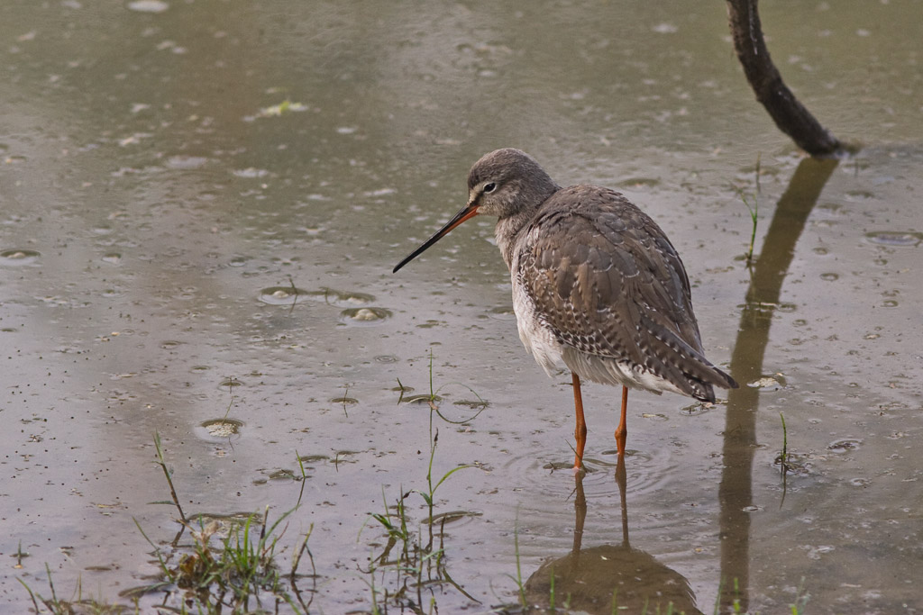 Common redshank