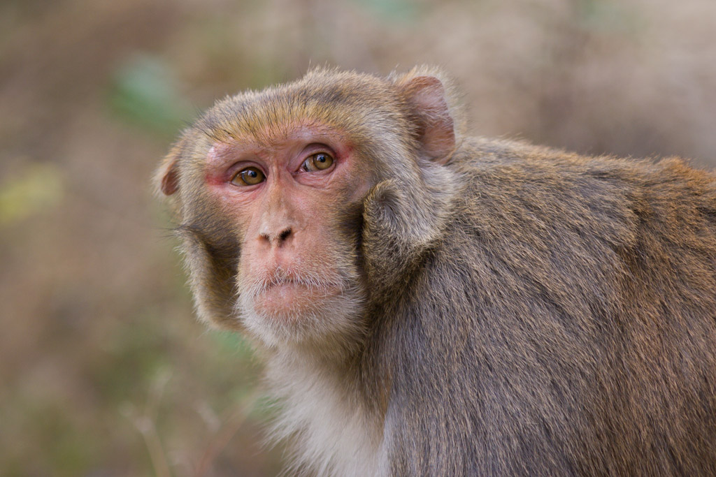 Rhesus macaque