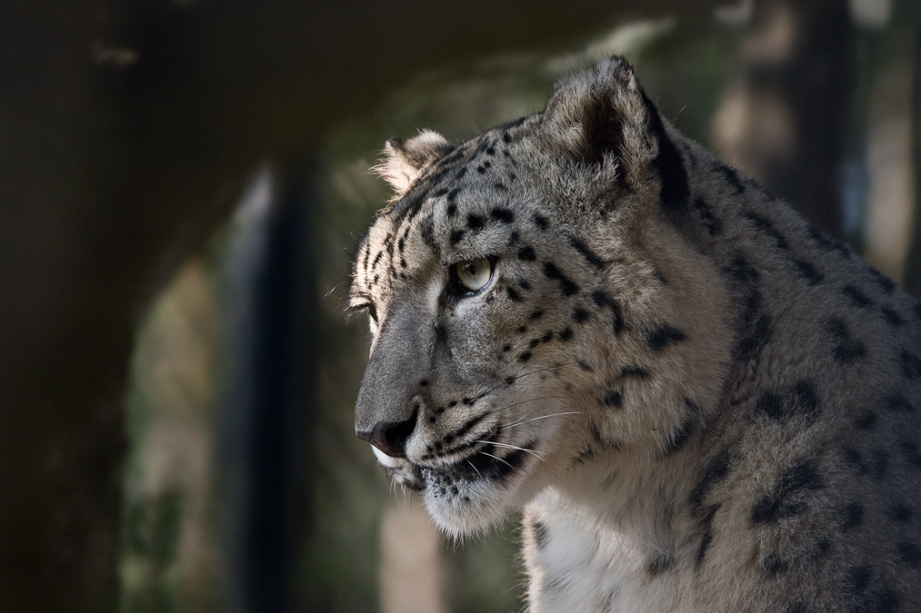 Snow leopard, Naini Tal zoo