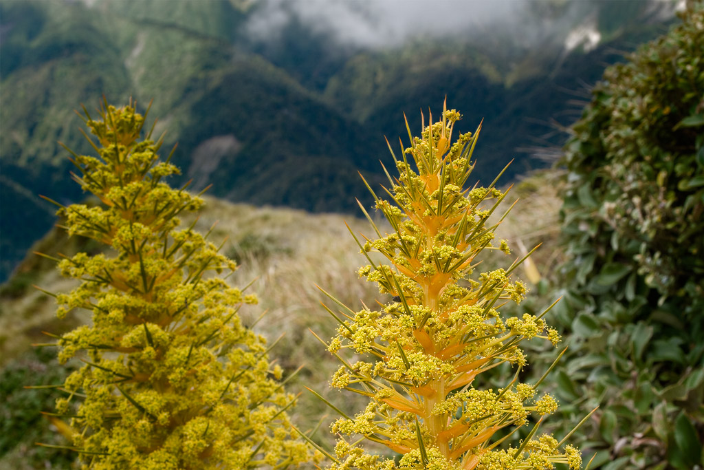 Aciphylla flowers above the Pourangaki catchment