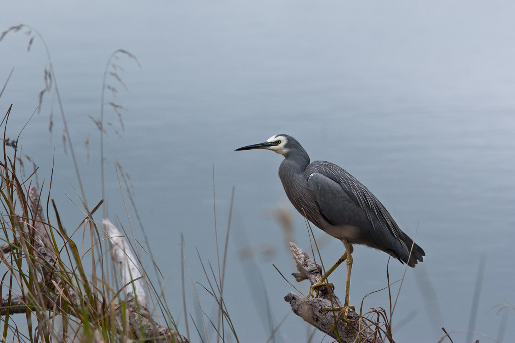 White-faced heron