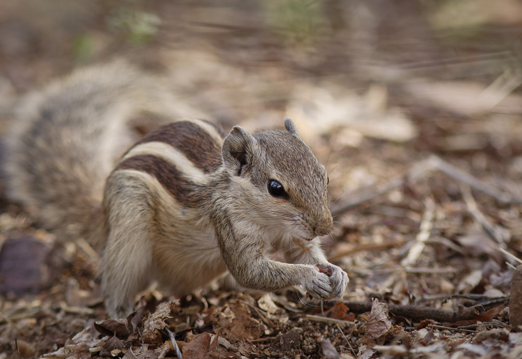 Palm squirrel