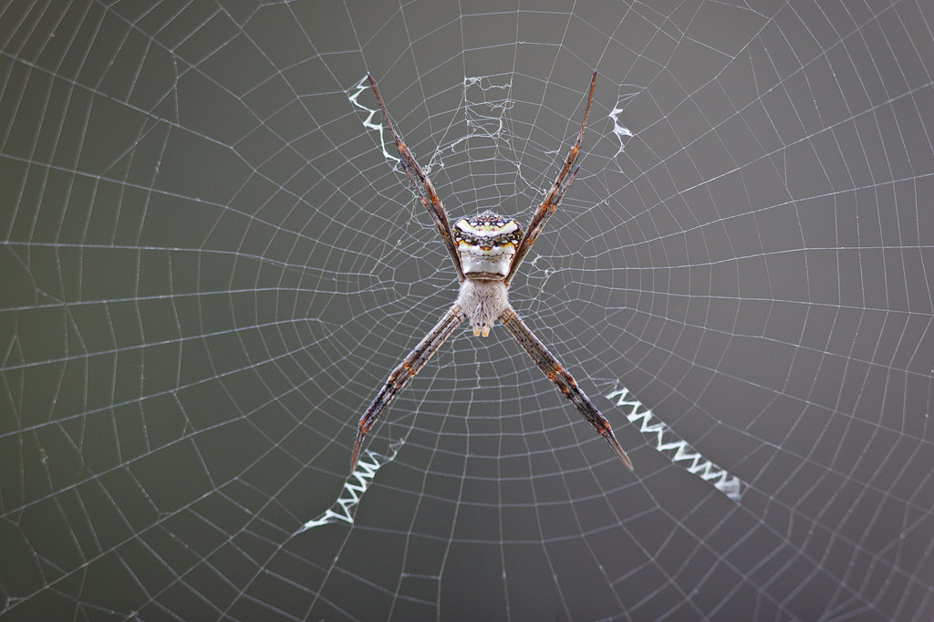 Spider on web