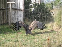 wingspan bird biggest albatross