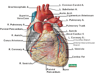 Sekar's science world: Anatomy of the Human Heart