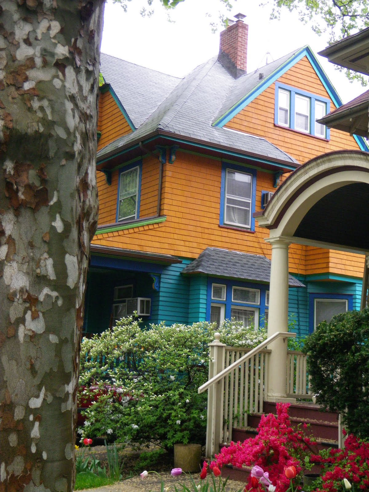 Frogma Full Spectrum in Victorian Flatbush