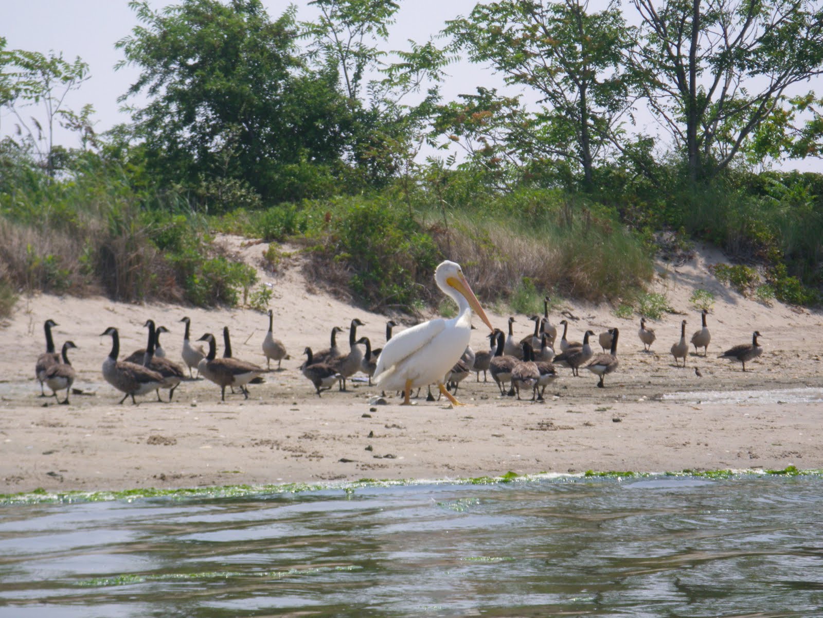 Frogma Unusual Sighting at the Jamaica Bay Wildlife Refuge