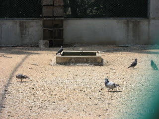 水池旁的鳥園