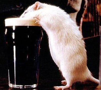 rat alcohol funny animal drinking animals guinness pets rats