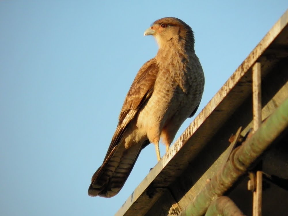 Alto del Carmen: Aves en Alto del Carmen