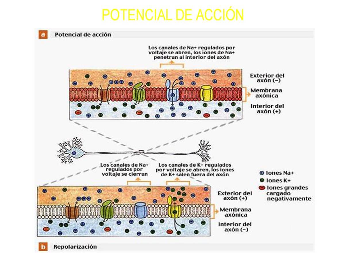 MEMBRANA CELULAR GENERALIDADES DE LA MEMBRANA CELULAR DE LAS NEURONAS MEMBRANA CELULAR GENERALIDADES DE LA MEMBRANA CELULAR DE LAS NEURONAS