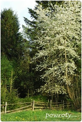 [prz+DSC_0272prz.JPG]