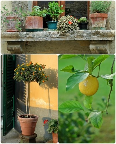 [mozaika+roslinnosc.jpg]