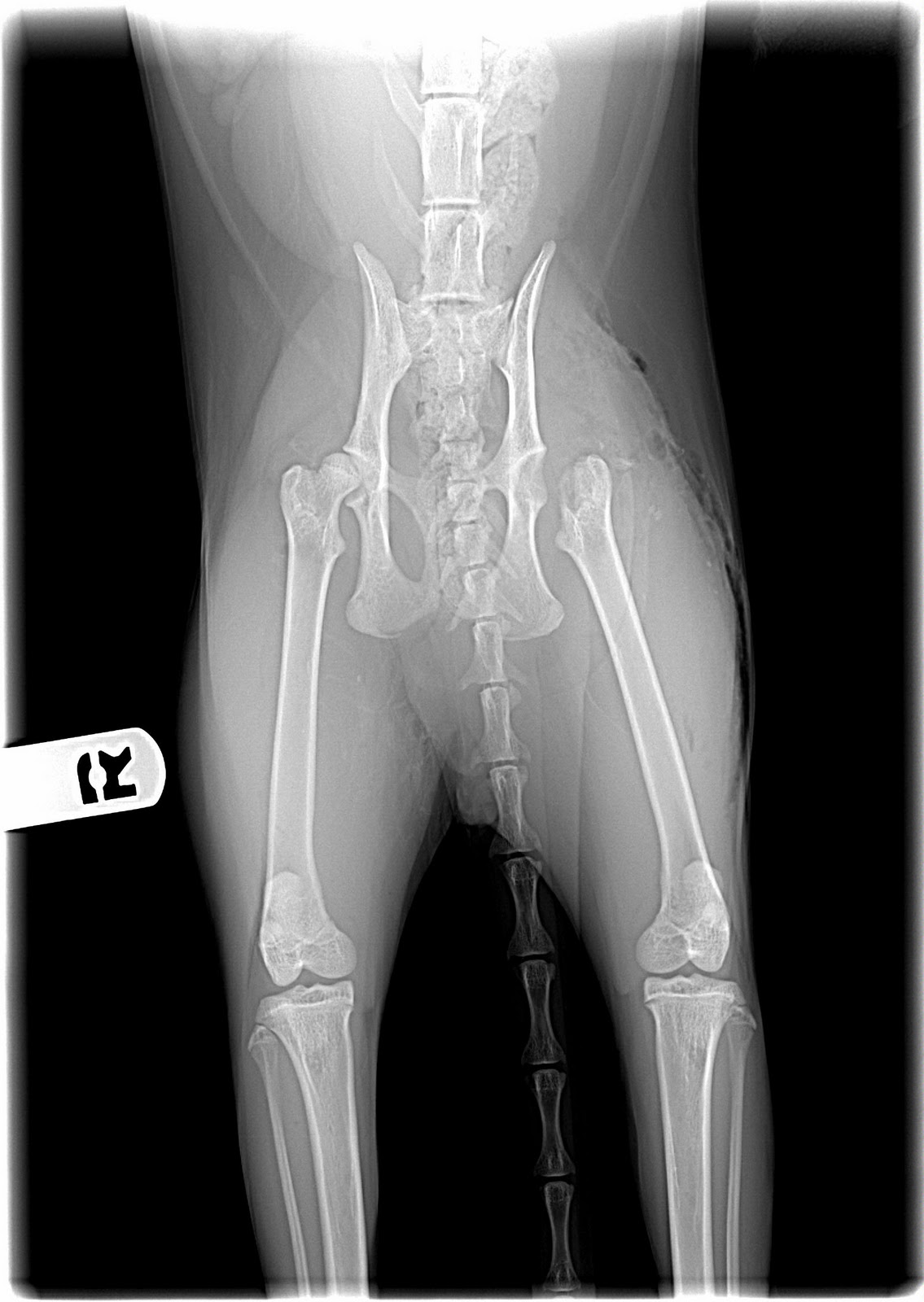 The Adventure Blog Gizmo's broken cat hip