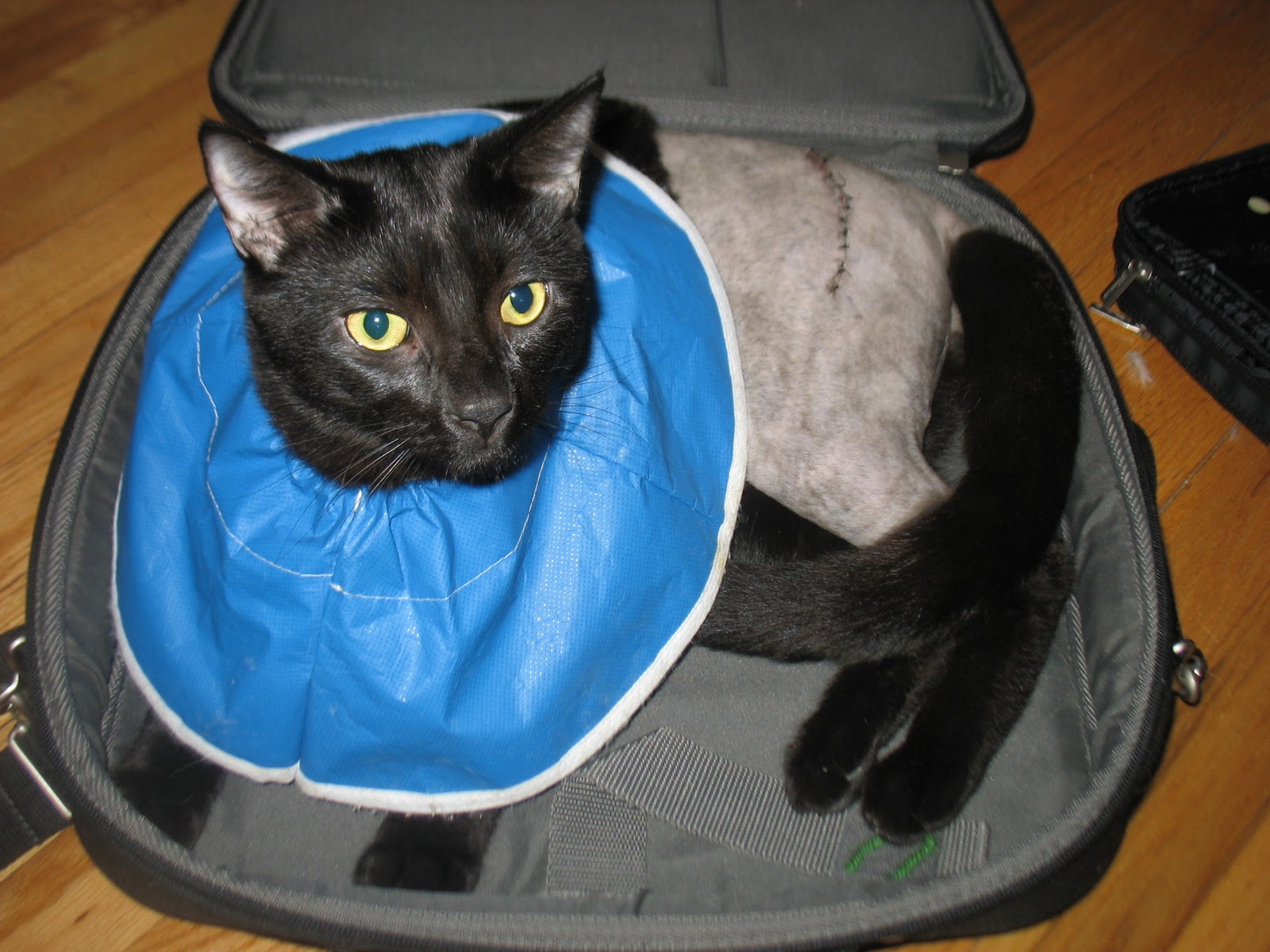 The Adventure Blog Gizmo's broken cat hip