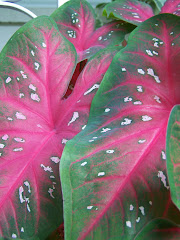 caladium red flash