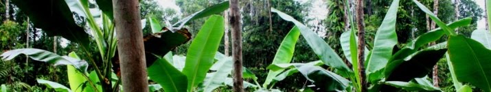 TandTfamily Tropical ulcers, skin disease and sores