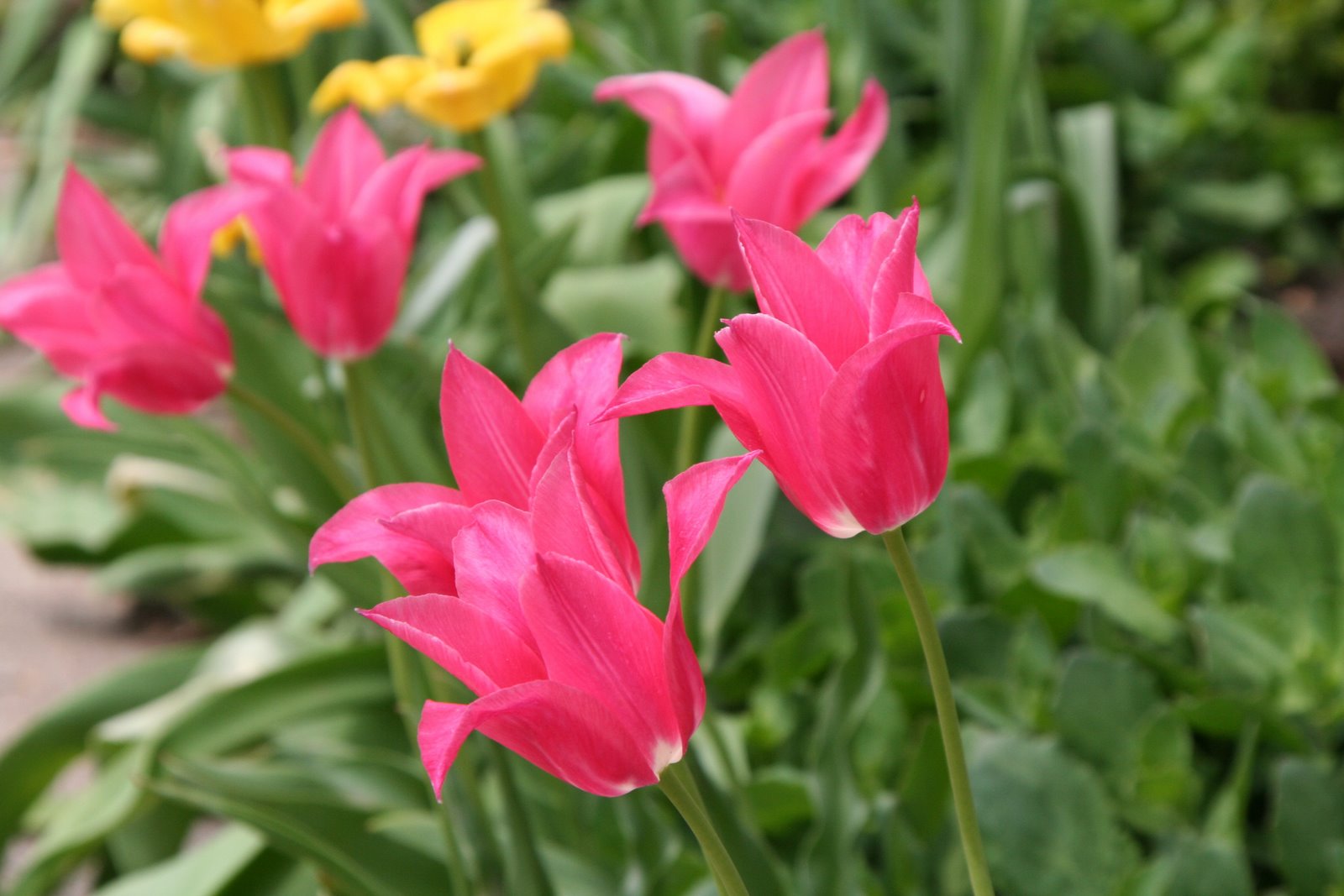 [tulips.jpg]