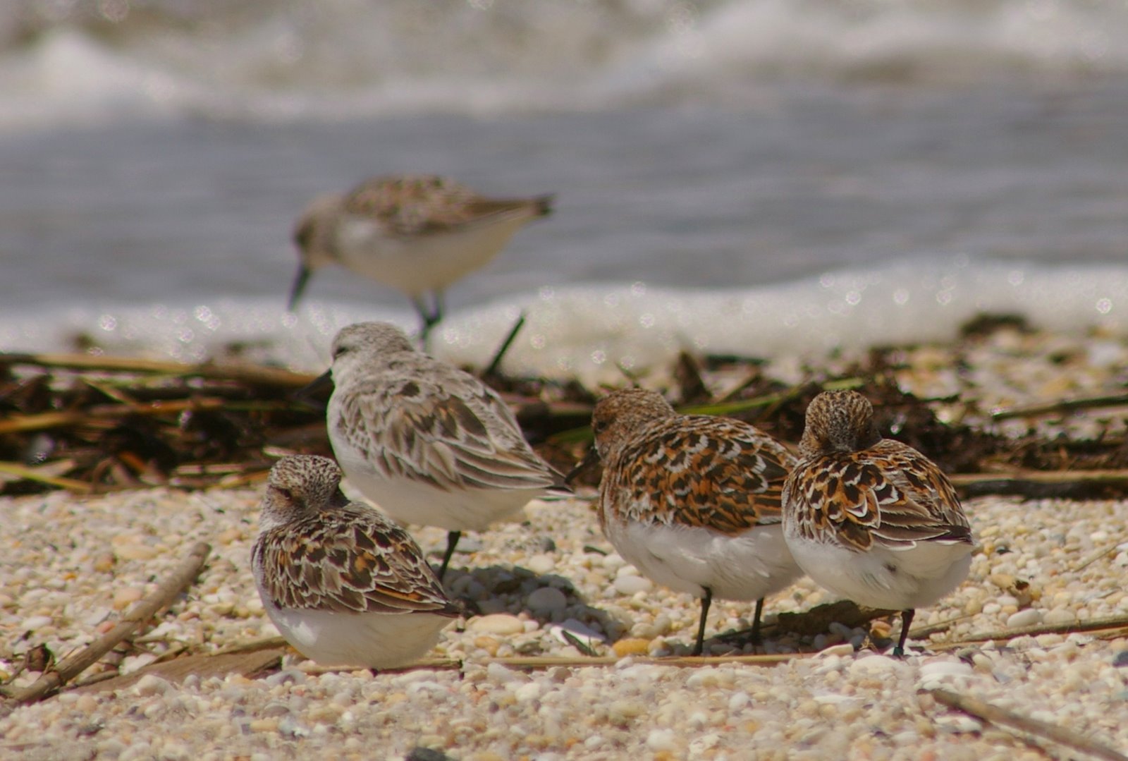 [Heavey+and+light+sanderlings+by+Alice+Ewing.JPG]