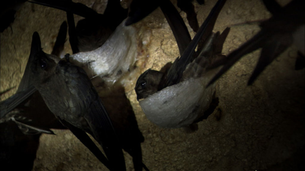 The Orb Farm Cave Swiftlets