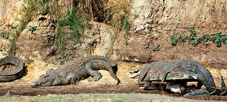 [NGERI] Menyamar Jadi Buaya [with pict] - Gambar Gambar Lucu