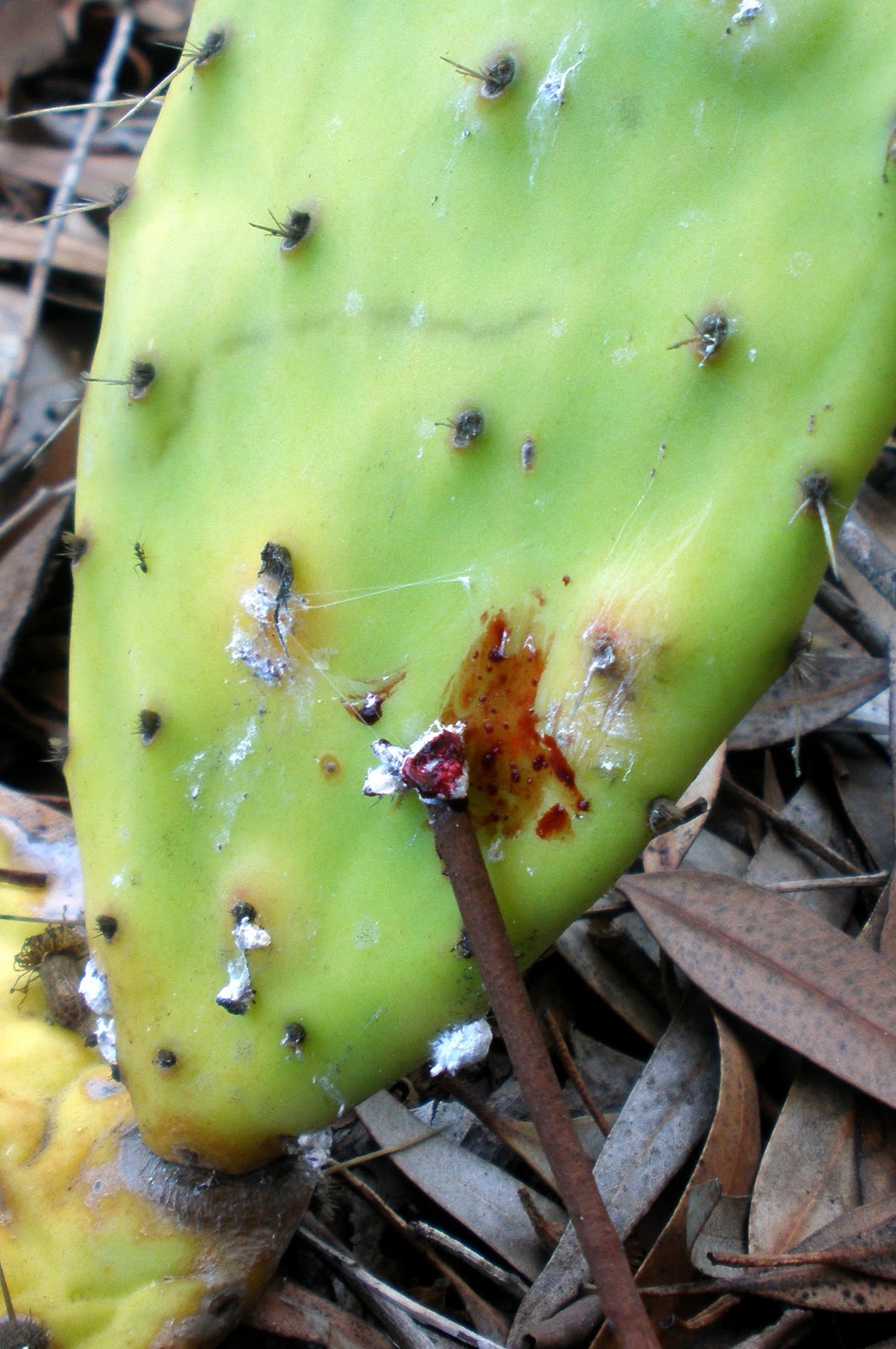 Natural Treasure: February 2011