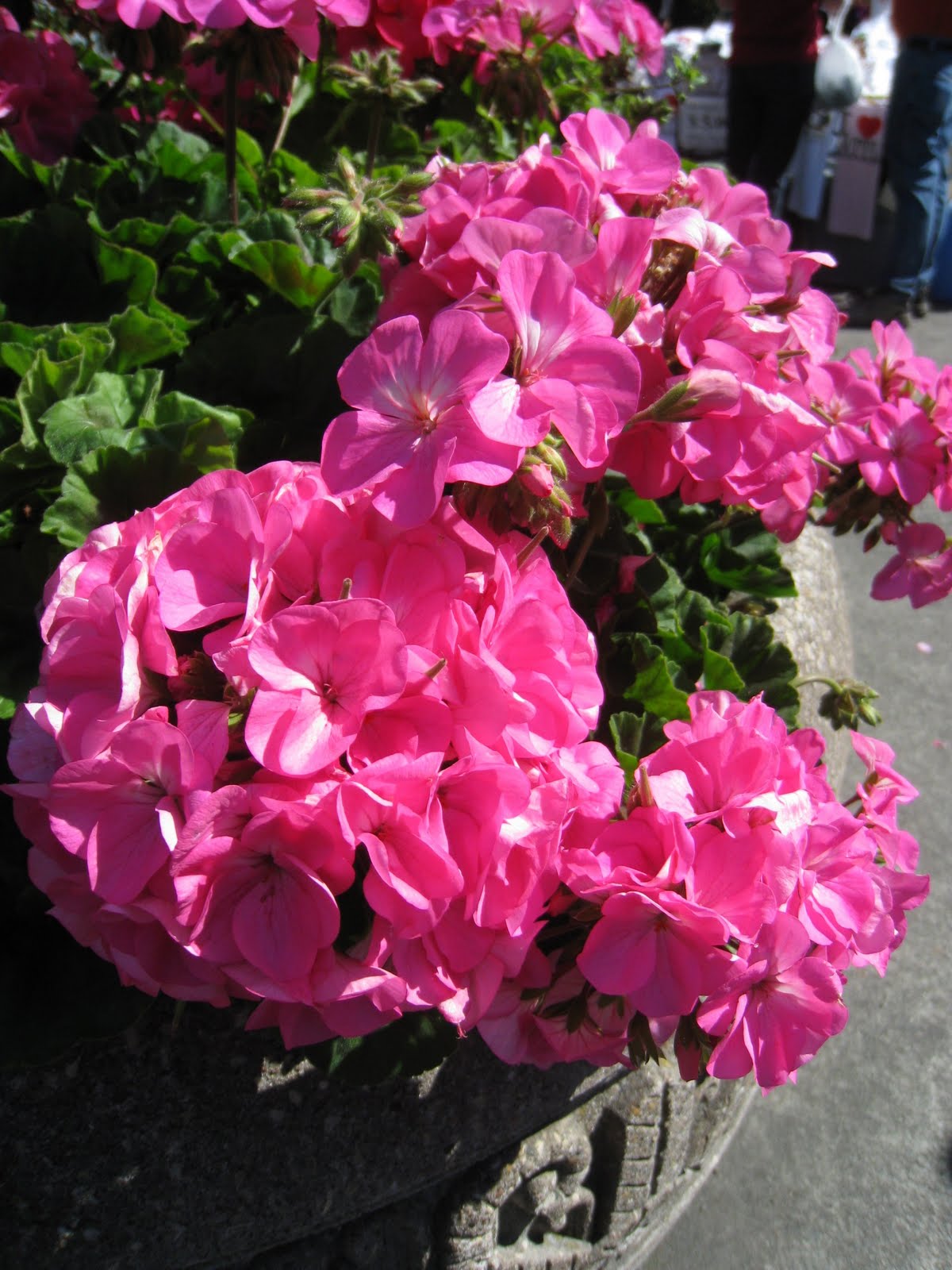 my life through my lens Seattle Flowers