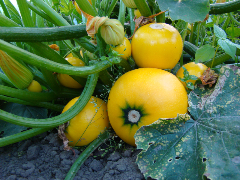 TEXELPICS Round yellow zucchini in my veggie garden