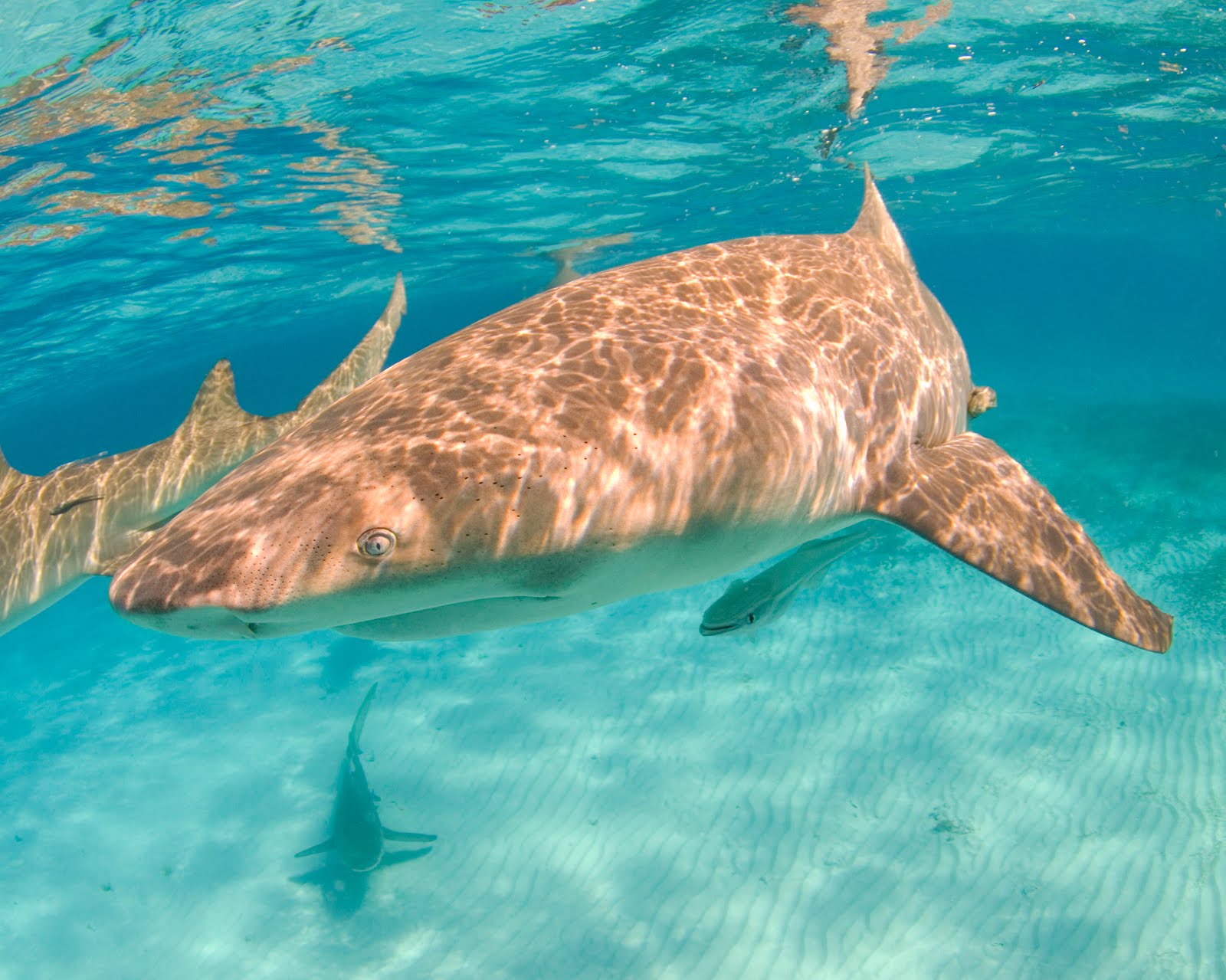 My Shark Journal July 2012