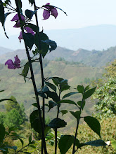 Seeing different images through the same lense