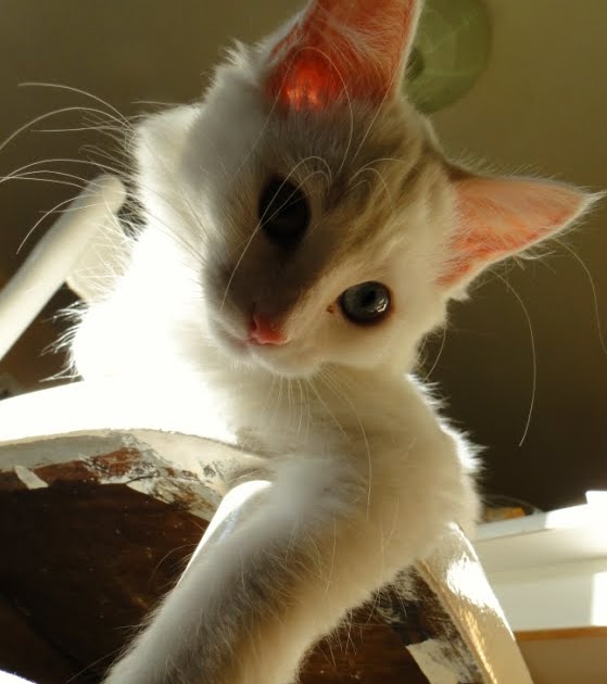 Mon Chat M'attaque Quand Je Le Gronde Le blog à Winter, Miaaaou.: Jeux de chat...