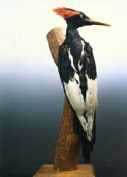 ZOOLOGIA: ANIMALES EXTINTOS