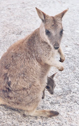 A Rock Wallaby and Her Joey!