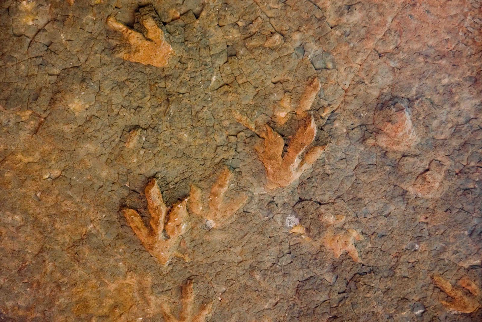 Dinosaur Footprints in Lesotho photo by Gerald Allan Davie