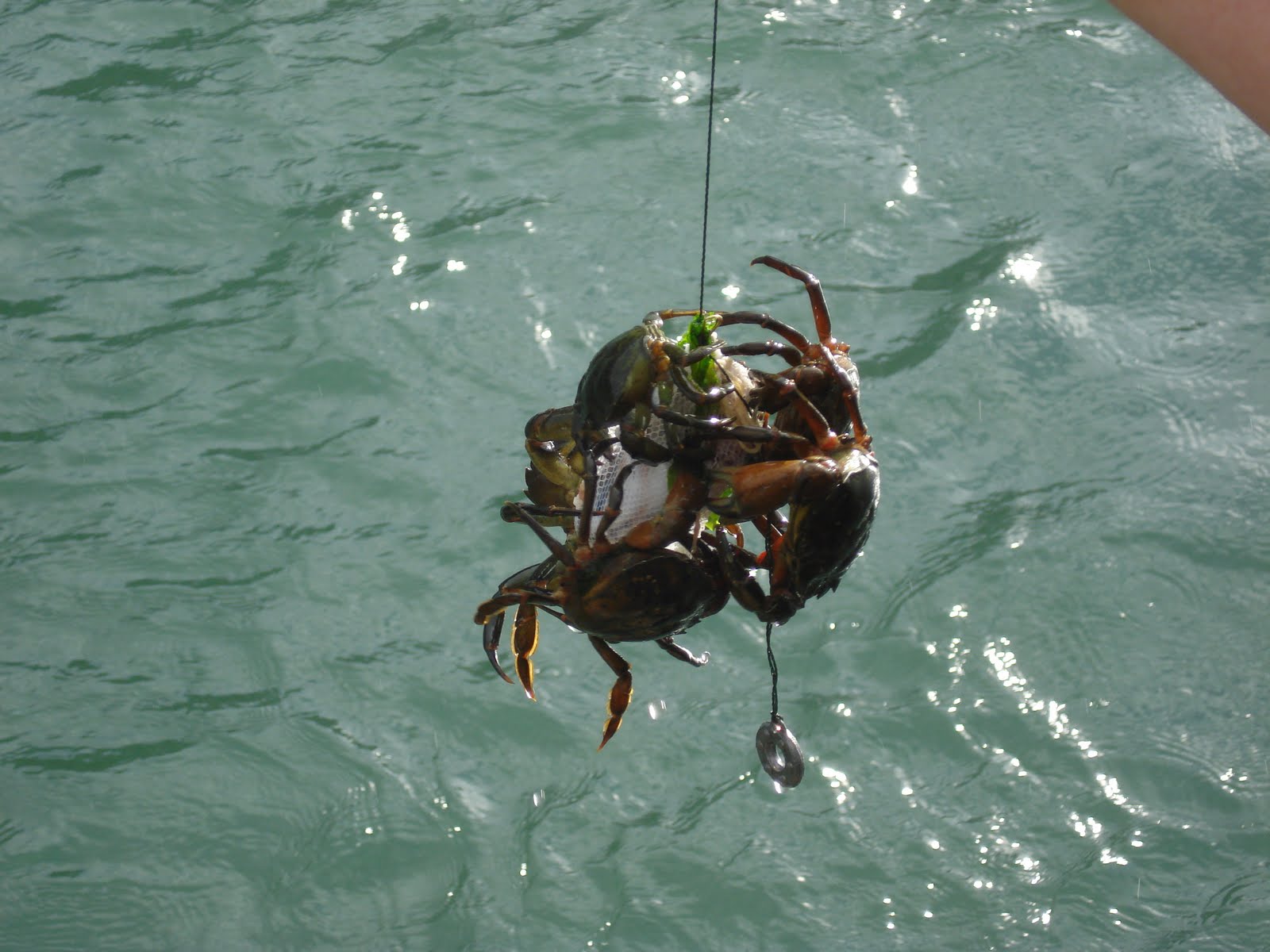 Cornwall Holiday after GCSEs 2010 Day 5 Crab Fishing Expedition Part