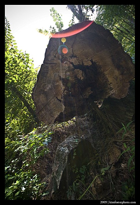 [bluebonnetswamp081.jpg]