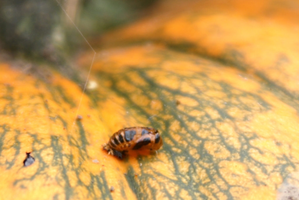 Am I Bugging You Yet? Cal Poly Pumpkin Fest 3 The Bugs