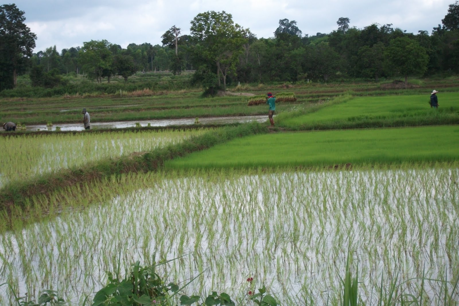 ENorman: Guy carrying rice plants