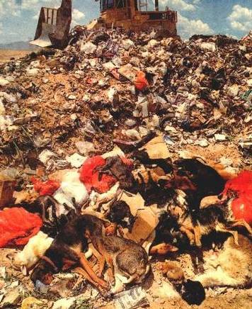 [Puppy+Mill-Animals+in+Landfill.jpg]
