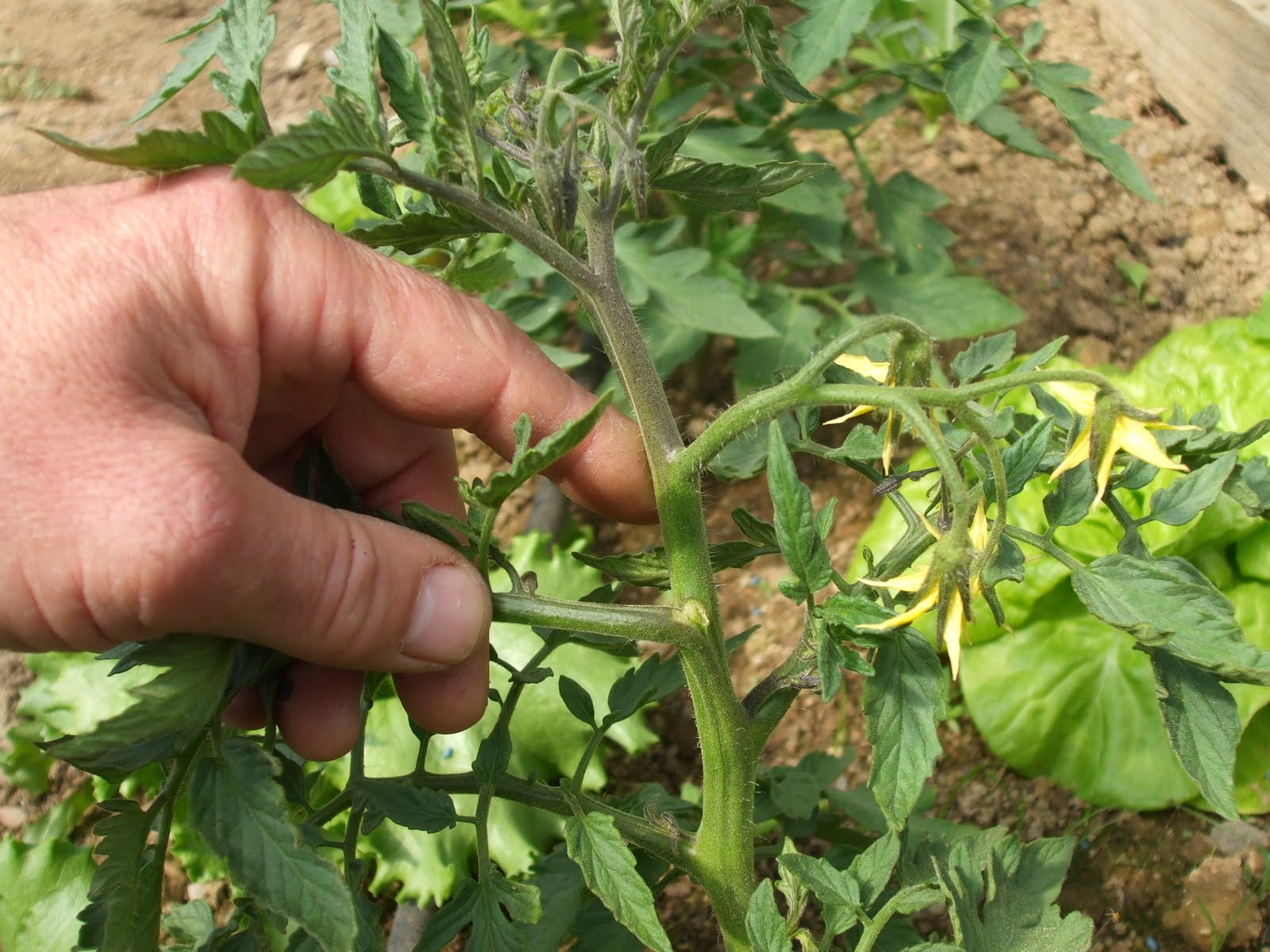 First trusses, shoots and transplanting