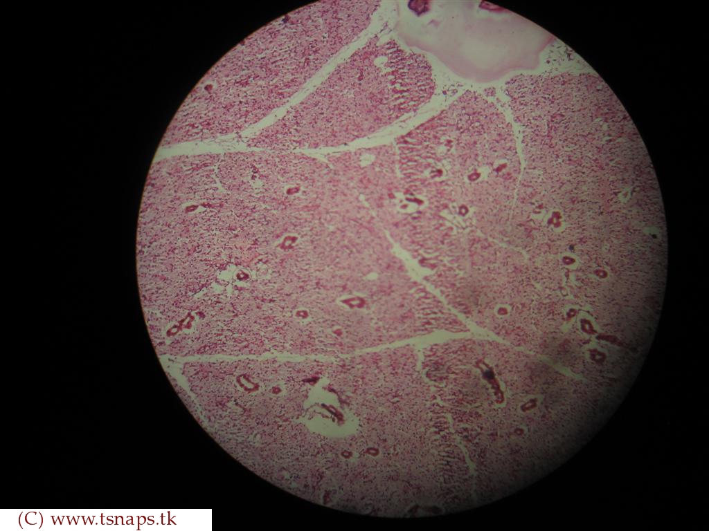 Histology Slides Database human parotid glands histology slides