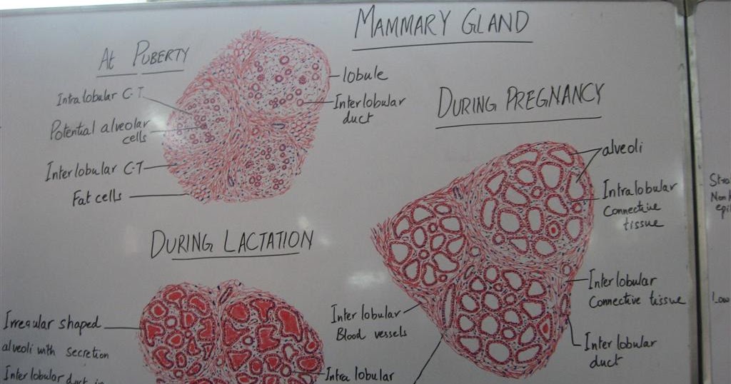 Histology Slides Database: histological diagram of mammary ... normal pregnancy diagram 