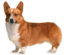 Mr Corgi - Zero Point Energy PET HEALTH.