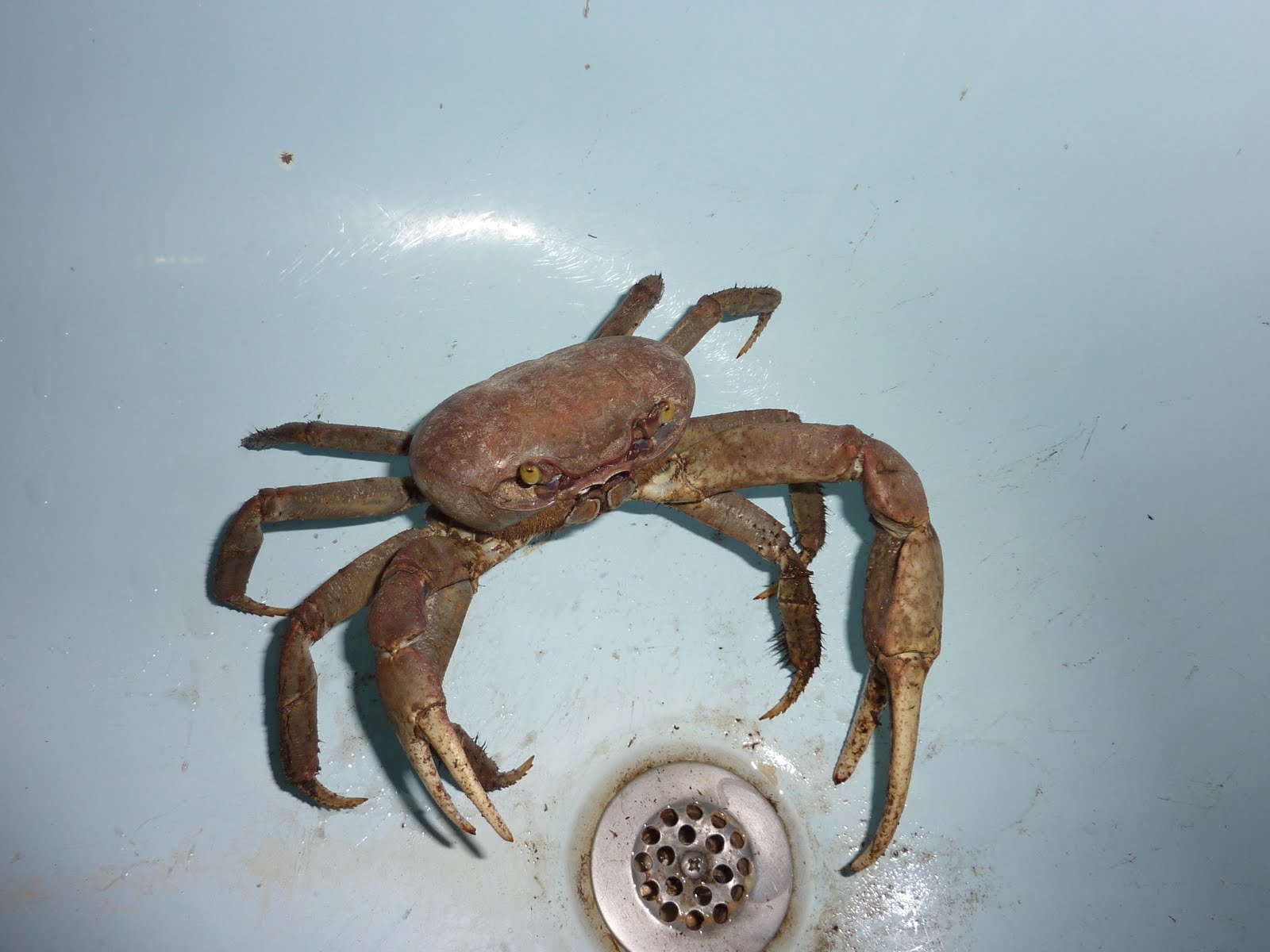 Storming the Castle Land Crabbing