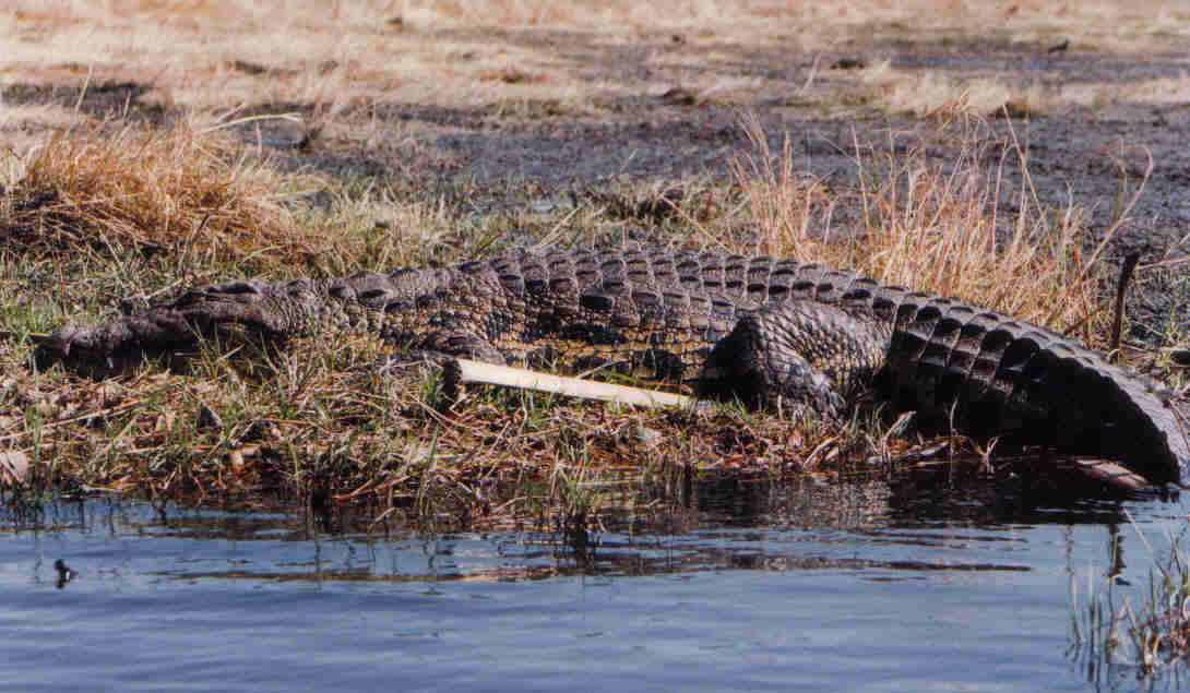 [pantanal-crocodile.jpg]