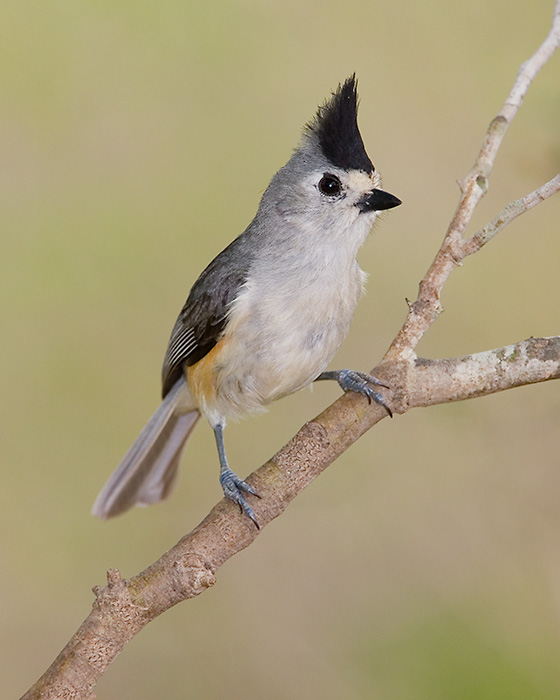 [black-crested_titmouse_IMG_1866.jpg]