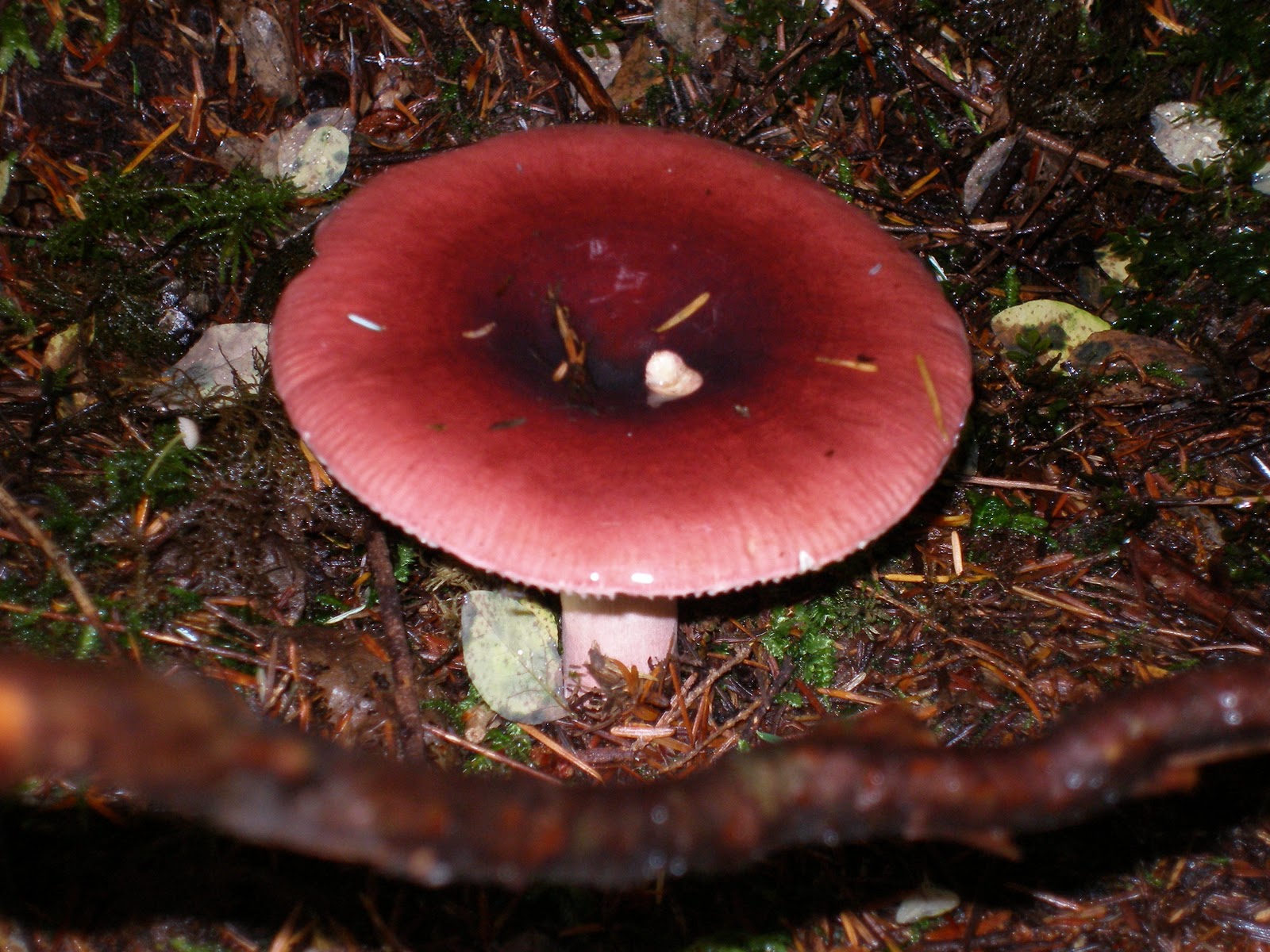 Mushrooms Of The Pnw